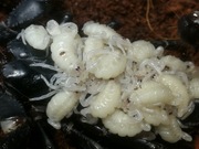 Heterometrus silenus (ex.petersii) L2 skorpion