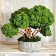 Drzewko z chrobotka, mchu w jasnoszarej betonowej donicy / BONSAI