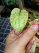 scindapsus dark silver cloud variegata-cięty szczyt