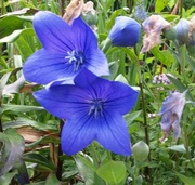 Platycodon grandiflorum rozwar  nb niskii 500 nasion