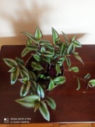 Tradescantia zebrina