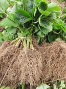 Sadzonki truskawek polka 