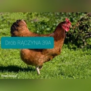 Kury nioski kokoszki FERMA Drobiu RĄCZYNA 39A 