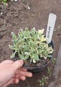Gęsiówka variegata 