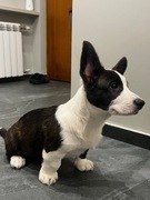 Corgi Cardigan suczka: rodowód FCI
