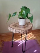 Stylowy STOLIK kawowy z plastra ORZECHA WŁOSKIEGO ręcznie robiony