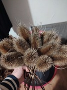 Susz naturalny, szczeć suszona 20 sztuk