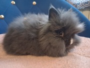 Królik miniaturka karzełek teddy