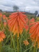 Trytoma- czyli płonąca pochodnia ! Odmiana Papaya Popsicle