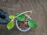 Hoya hoja Macrophylla Snow Queen pnącze ukorzeniona sadzonka