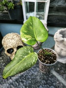 Monstera Mint variegata