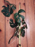 Monstera minima sadzonka dobrze ukorzeniona