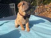 shar pei szczenięta FCI badania DNA puppies 