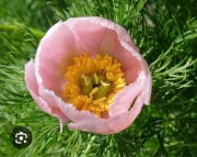 Piwonia koperkowa Tenuifolia rosea