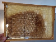 Ramki pszczele susz wielkopolski. pasieka pszczoły ule miód wosk 