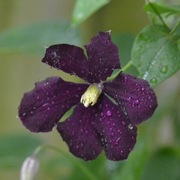 Clematis Warszawska Nike p9 wysyłka marzec