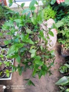 Trzykrotka zielona nr 6 dł 40 cm