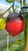 SGT Pepper’s -pomidor nasiona