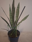 Sansewieria gwinejska 35cm