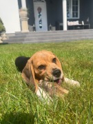 Beagle tricolor piesek chłopiec szczenię FCI ZKwP Champion