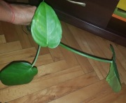 Syngonium zroślicha Chiapense Dark Night szczyt