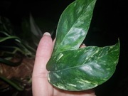 Epipremnum pinnatum variegata cięty szczyt 