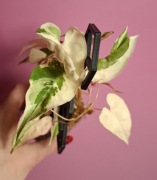 Fallopia multiflora Variegata 