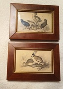 staloryt Stewart delt, Lizard sc, 2 szt 