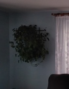 2 x Duży Bluszcz Pokojowe