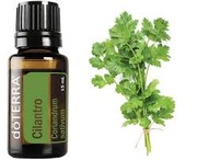 olejek eteryczny Cilantro - nać kolendry