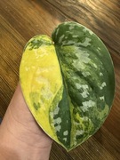 Scindapsus Sentarum - pędówka