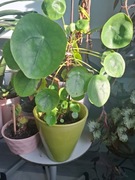 Pilea  30cm - roślina doniczkowa
