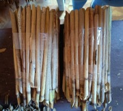 Trzcina murarka 10 pakietow