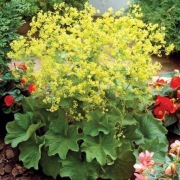 Przywrotnik miękki Alchemilla mollis