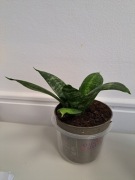 Sansewieria niska zielona