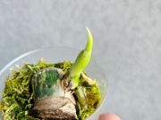 Monstera Jungle Mint naturalny mint ogryzek 