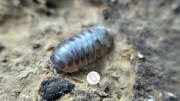 Promocja!! Isopody, prosionki, Armadillidium Klugii Skeleton