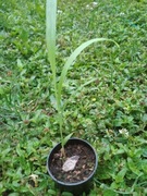 trawa koralikowa phoenosperma globosa nasiona