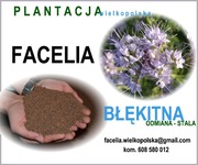 Facelia Błękitna – Twoje Wsparcie dla Pszczół i Żyznej Gleby 20 kg