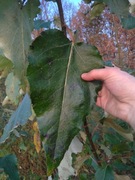 Topola hybrydowa 275 sadzonki