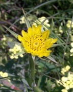 Kozibród łąkowy sadzonka 