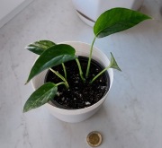 Epipremnum pinnatum variegata