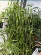 PAPIRUS CIBORA GĘSTY roślina o wysokość 80 cm