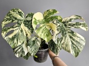 Monstera noID piękne wybarwienie ukorzeniony DÓŁ 