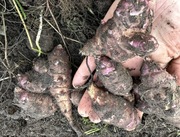 Topinambur 10kg DJ Farmer