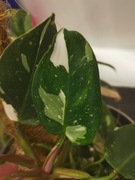 Philodendron White Princess