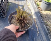 Trzykrotka miniaturowa  Satin Doll 1.5l donica 