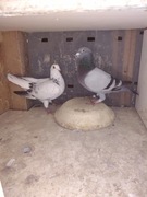 Sprzedam gołębie pocztowe