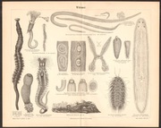 ROBAKI litografia z 1888 r ORYGINAŁ