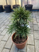 Sosnica kolekcjonerska Sternschnupoe